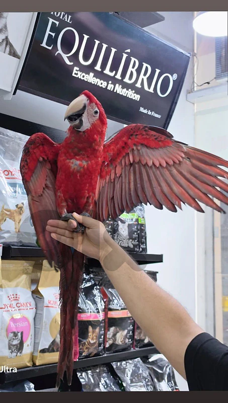 macaw parrot
