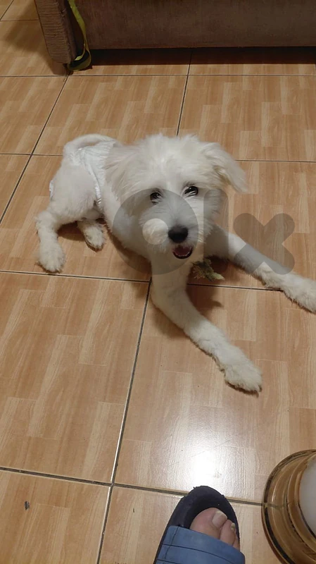 bichon maltese