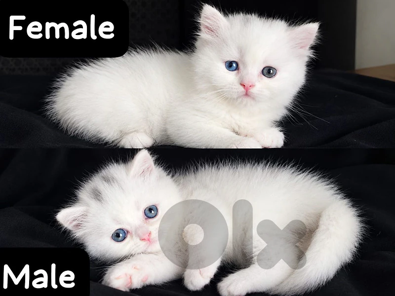 himalayan kittens