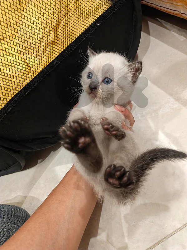 SIAMESE MIX SCOTTISH
