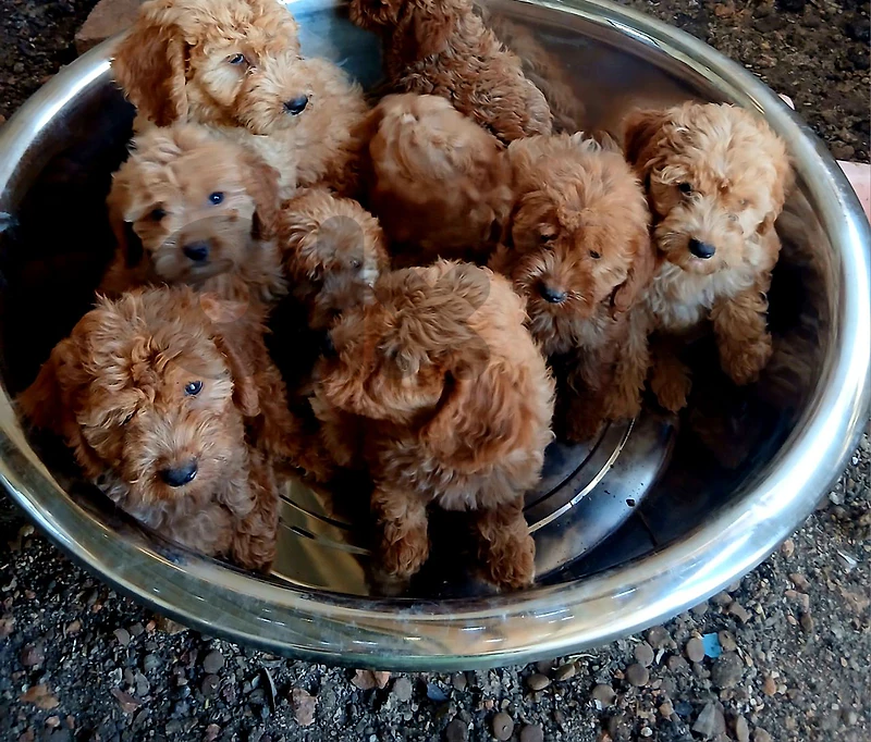 adorable mini goldendoodle puppies 🐶