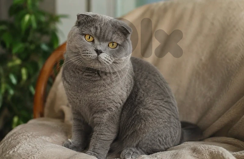cat scottish fold