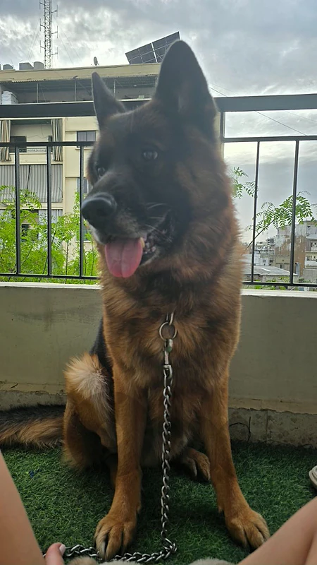 dog for adoption