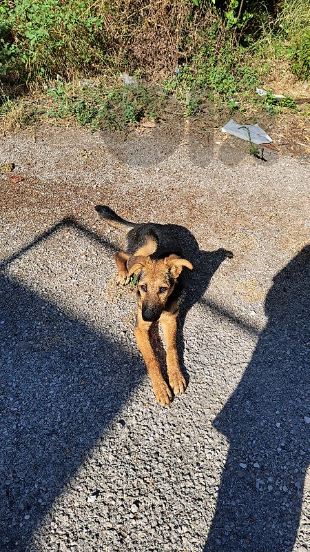 Rescue Puppy in need of a home