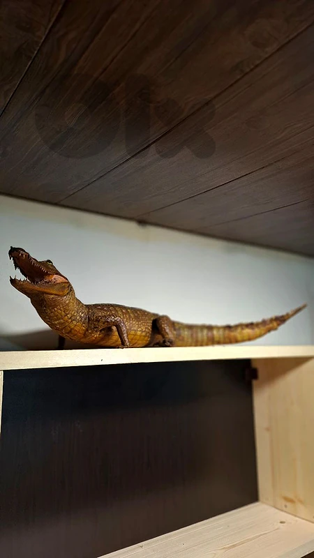 Iconic Vintage Taxidermy Alligator