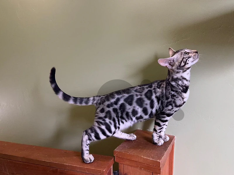 Silver and brown Bengal top quality