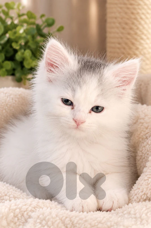 Adorable Fluffy British Kittens – White & Grey