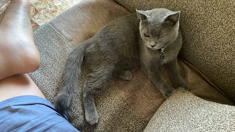 cat for sale