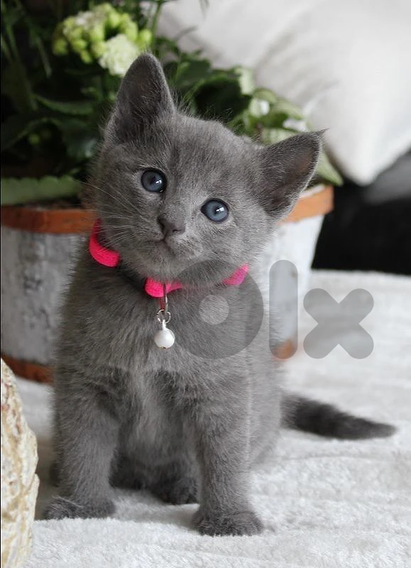 Beautiful Russian Blue Kitten 🩶🐾