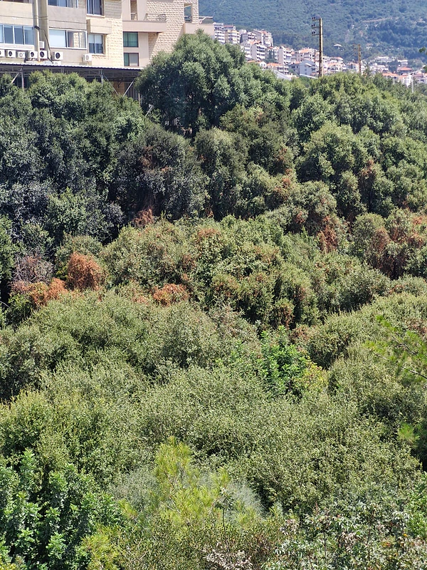 Land for sale in Adma عقار للبيع في أدما