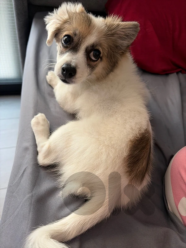dog for sale
