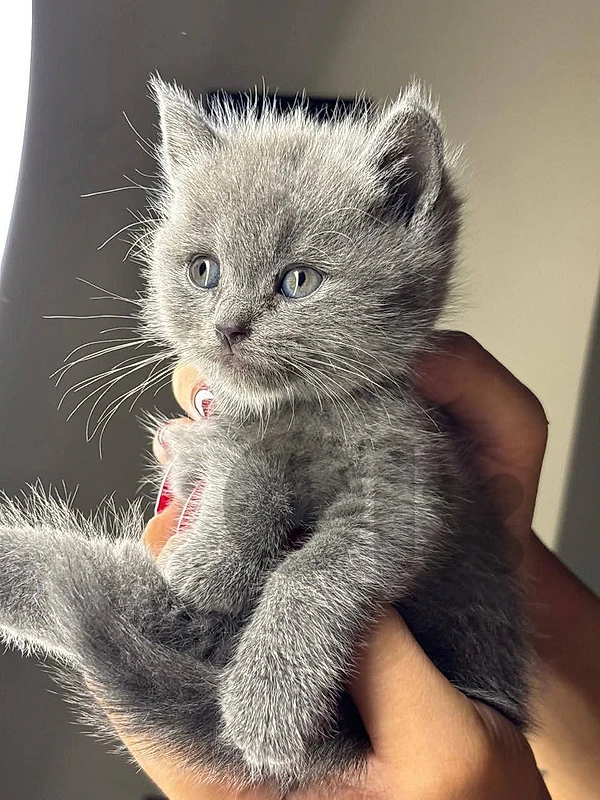 British Shorthair