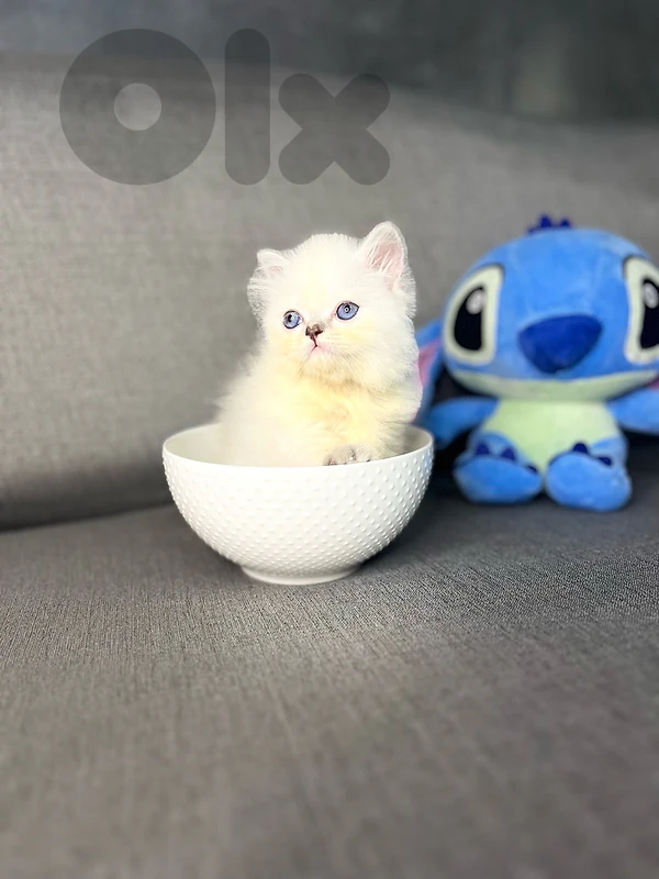 Himalayan kittens doll face are ready to go to thie new house