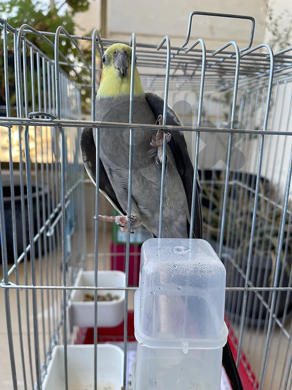 Cockatiel bird for sale