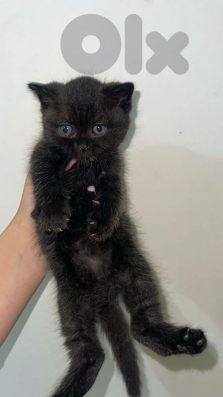 cat  for sale