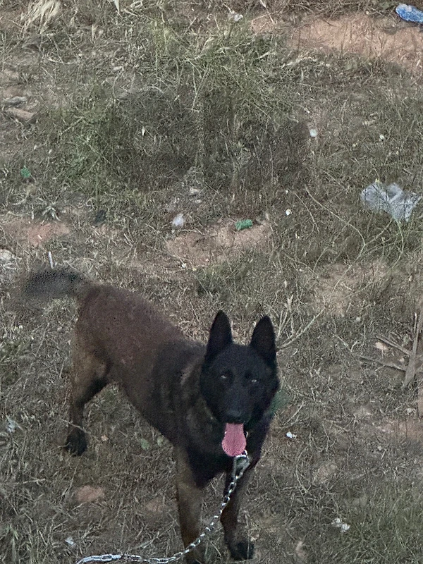 malinois