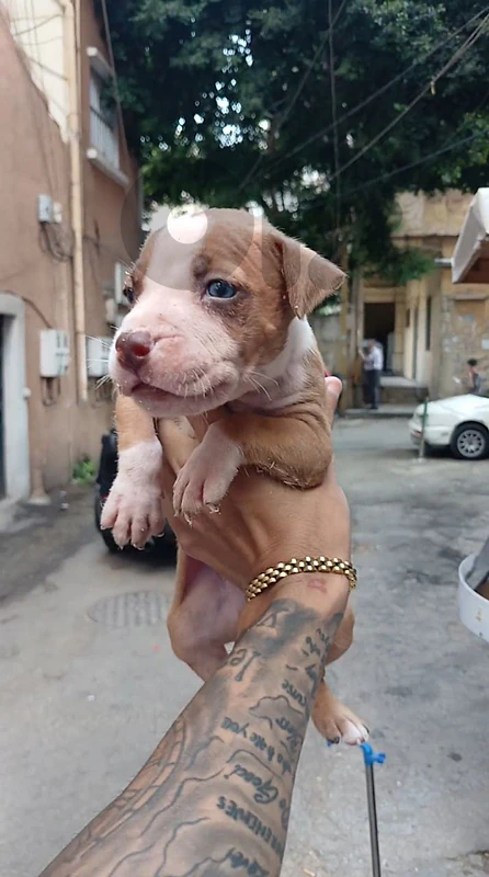 pitbull available