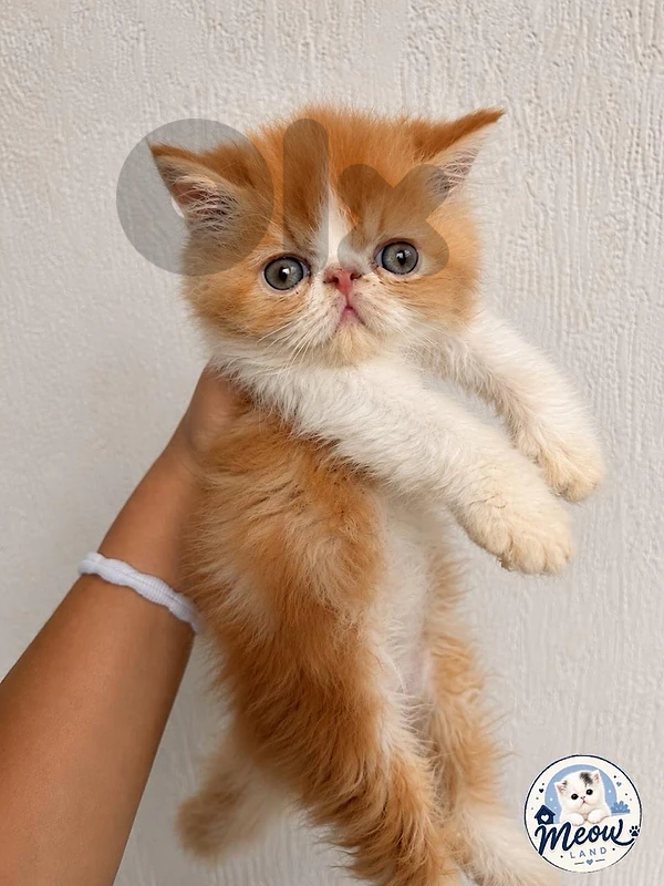 persian cats van red