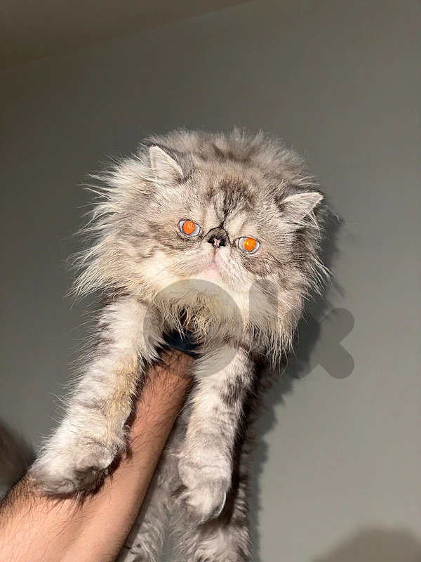 male cat persian pickyface