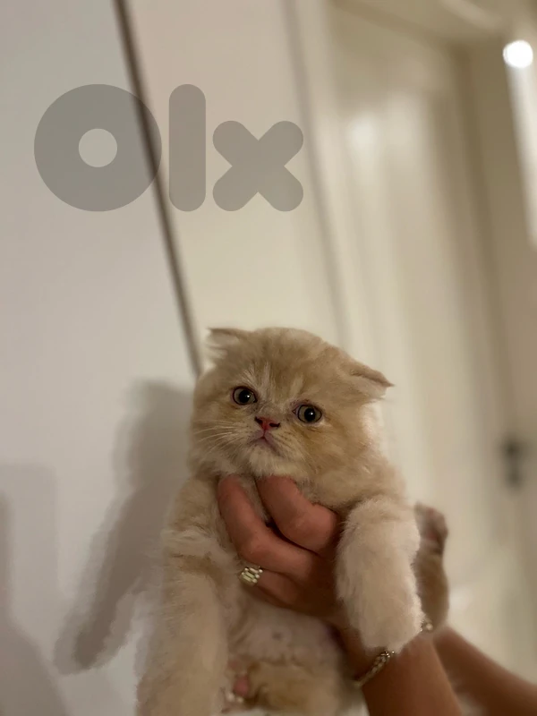 cat for sale