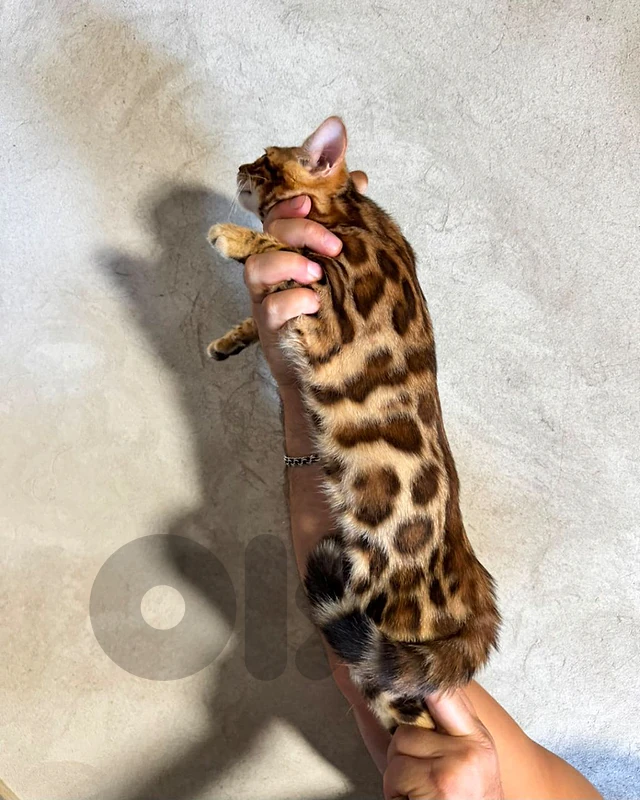 Silver and brown Bengal top quality