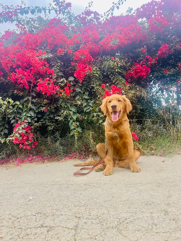 Gilden retreiver trained