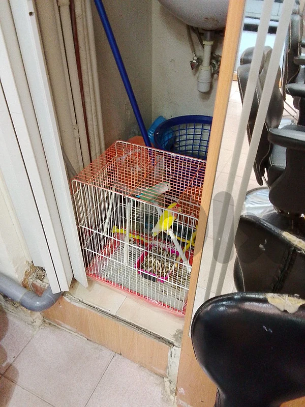bird very beautiful 2 low berd