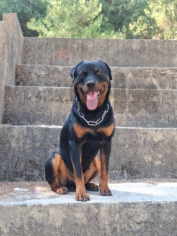 Rottweiler