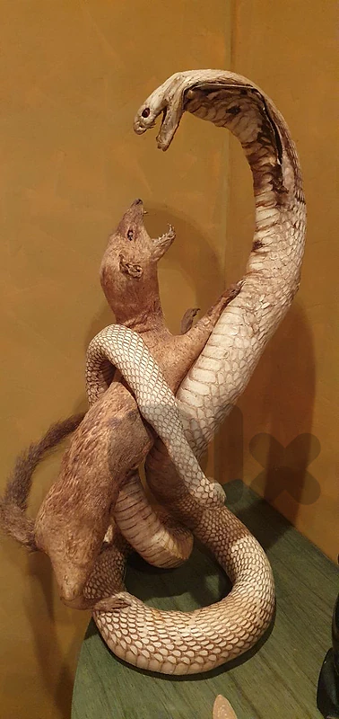 real cobra & real mongoose geniune leathers