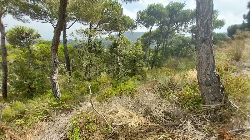 Land for Sale in Naas – Prestigious Location with Mountain View