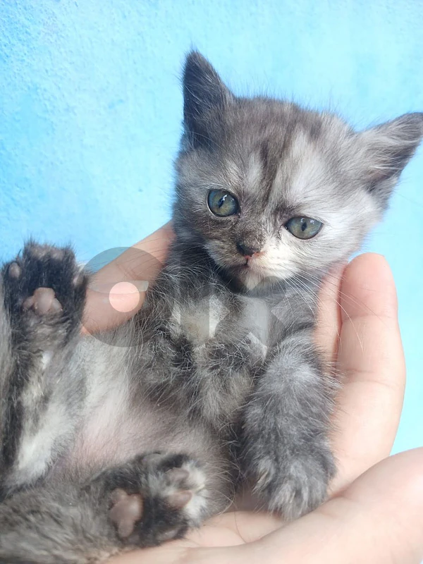 British Shorthair Kitten for Sale