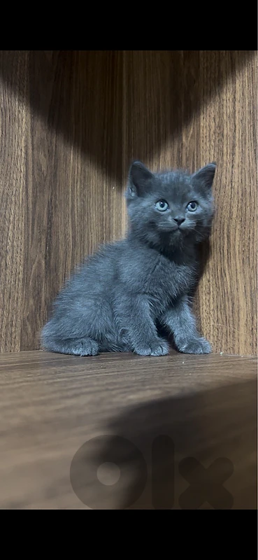 cat british shorthair