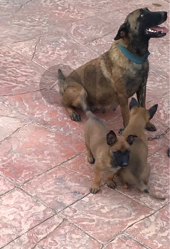 A Belgian Malinois puppy
