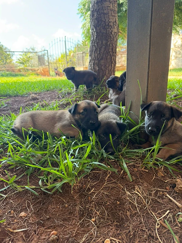 45 days old belgian malinoise