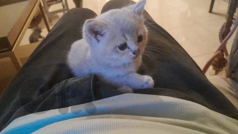 british kitten for sale