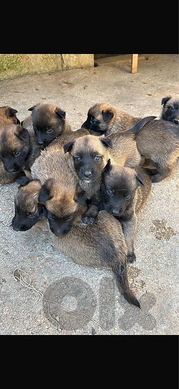 Vaccinated Belgium Malinois puppies for sale males and females