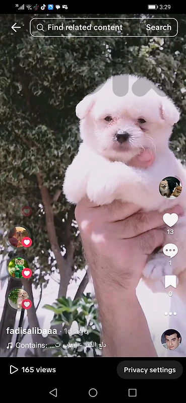 mini bichon maltese