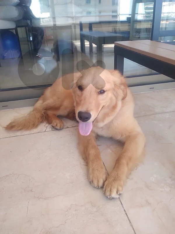 Looking for a loving home