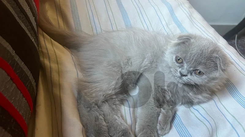 Cute Fluffy Kitten for Sale