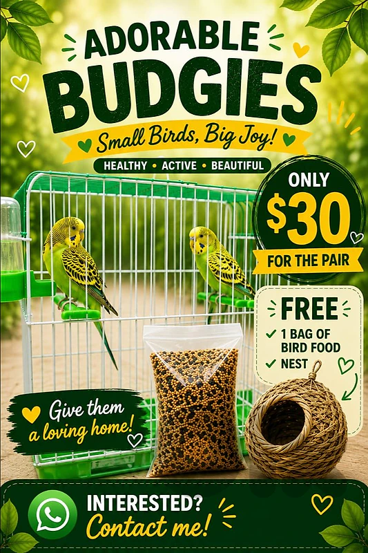 birds