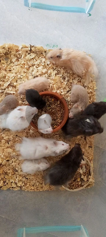 hamsters for sale