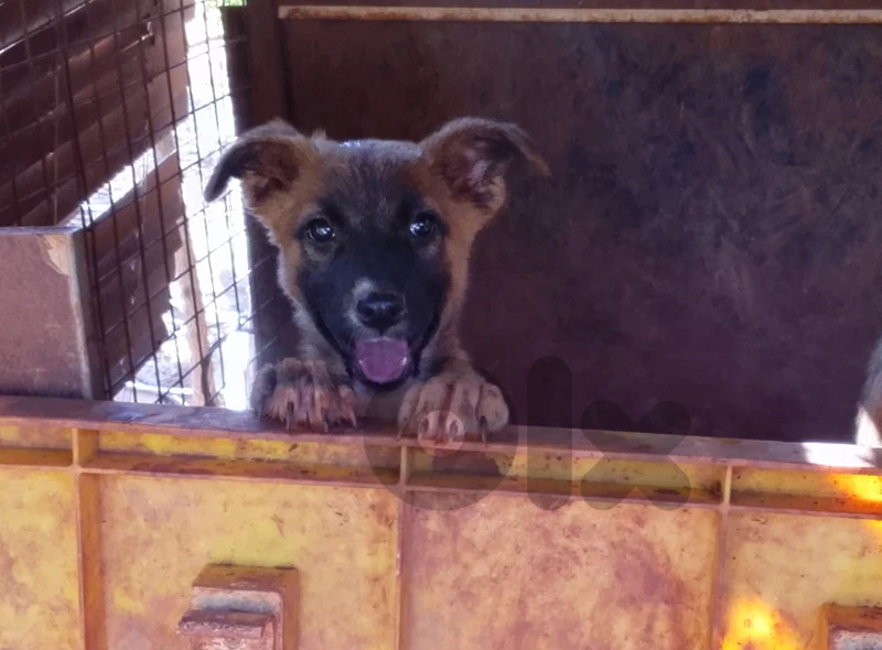 Mix Puppy: German Shepherd + Belgium Malinois