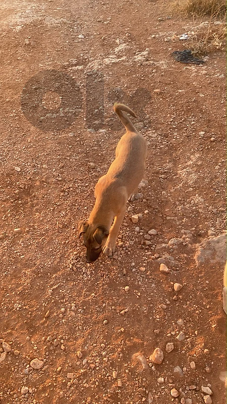 mix malinois