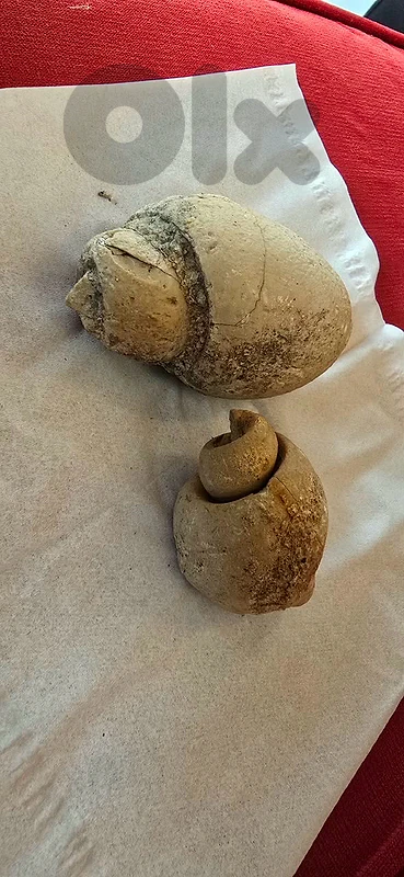 fossils احجار حلزونات متحجرة