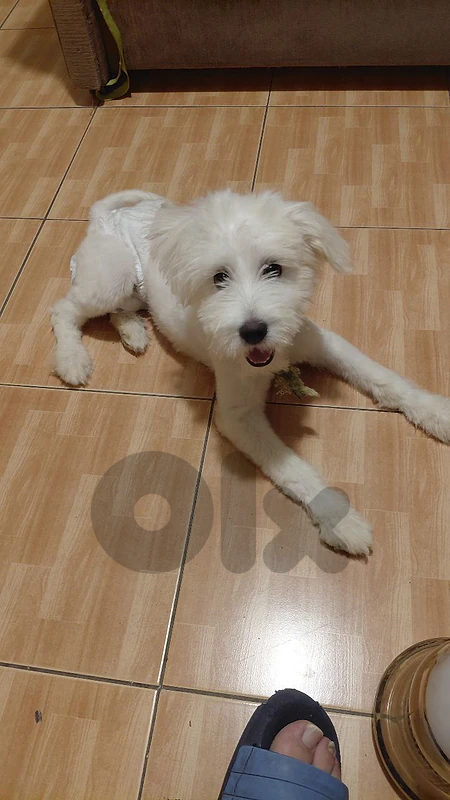 bichon maltese