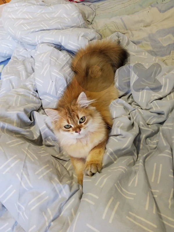 Rare Premium British Longhair Golden Chinchilla for Sale