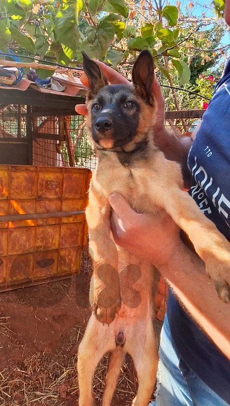 Mix Puppy: German Shepherd + Belgium Malinois