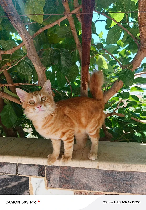 beautiful cats for adoption