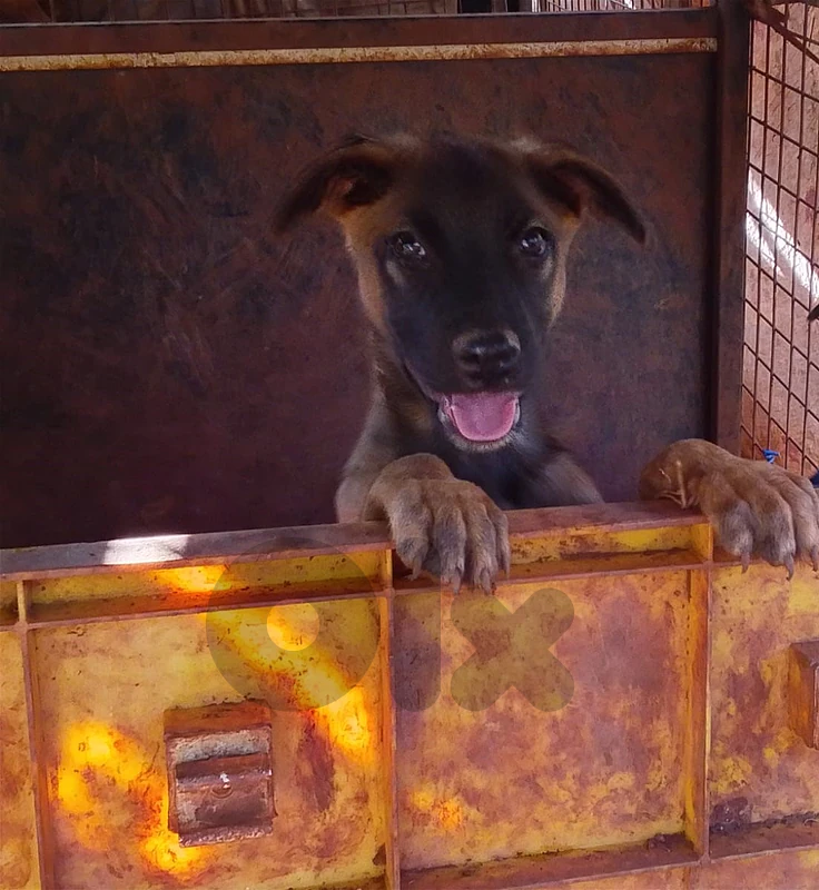 Mix Puppy: German Shepherd + Belgium Malinois