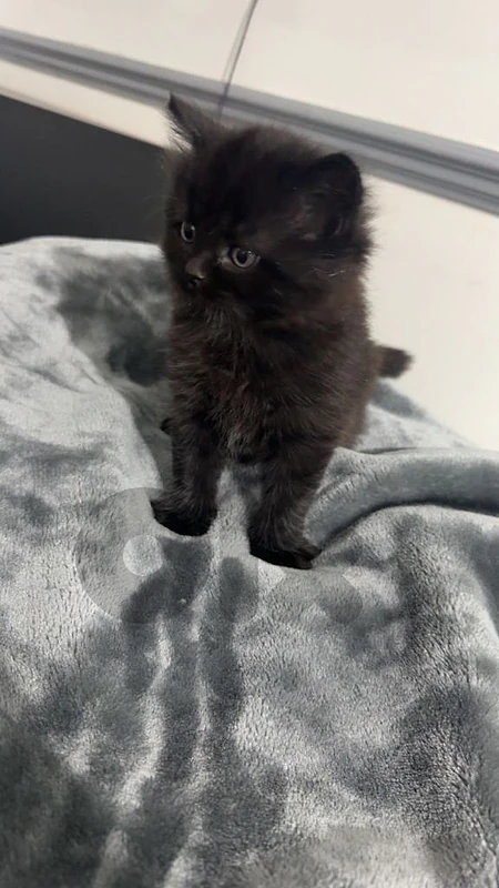 British kitten